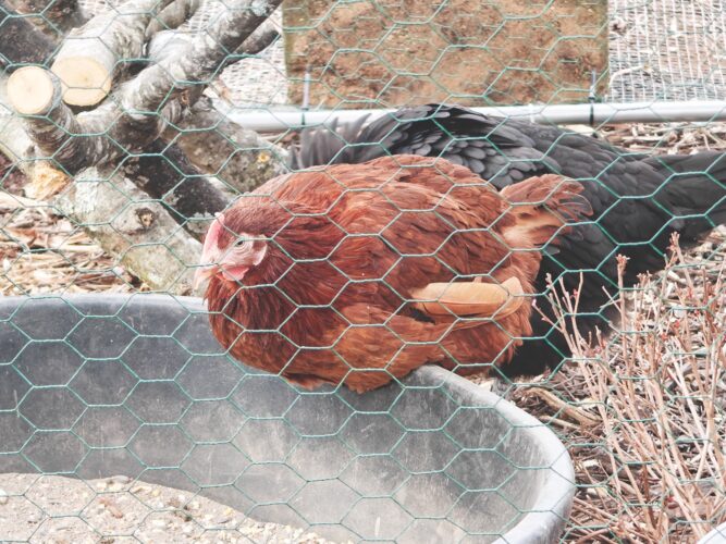 Carlton Hill Farm offers quail, rabbit and chicken